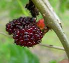 blackberry_roscoe_farms